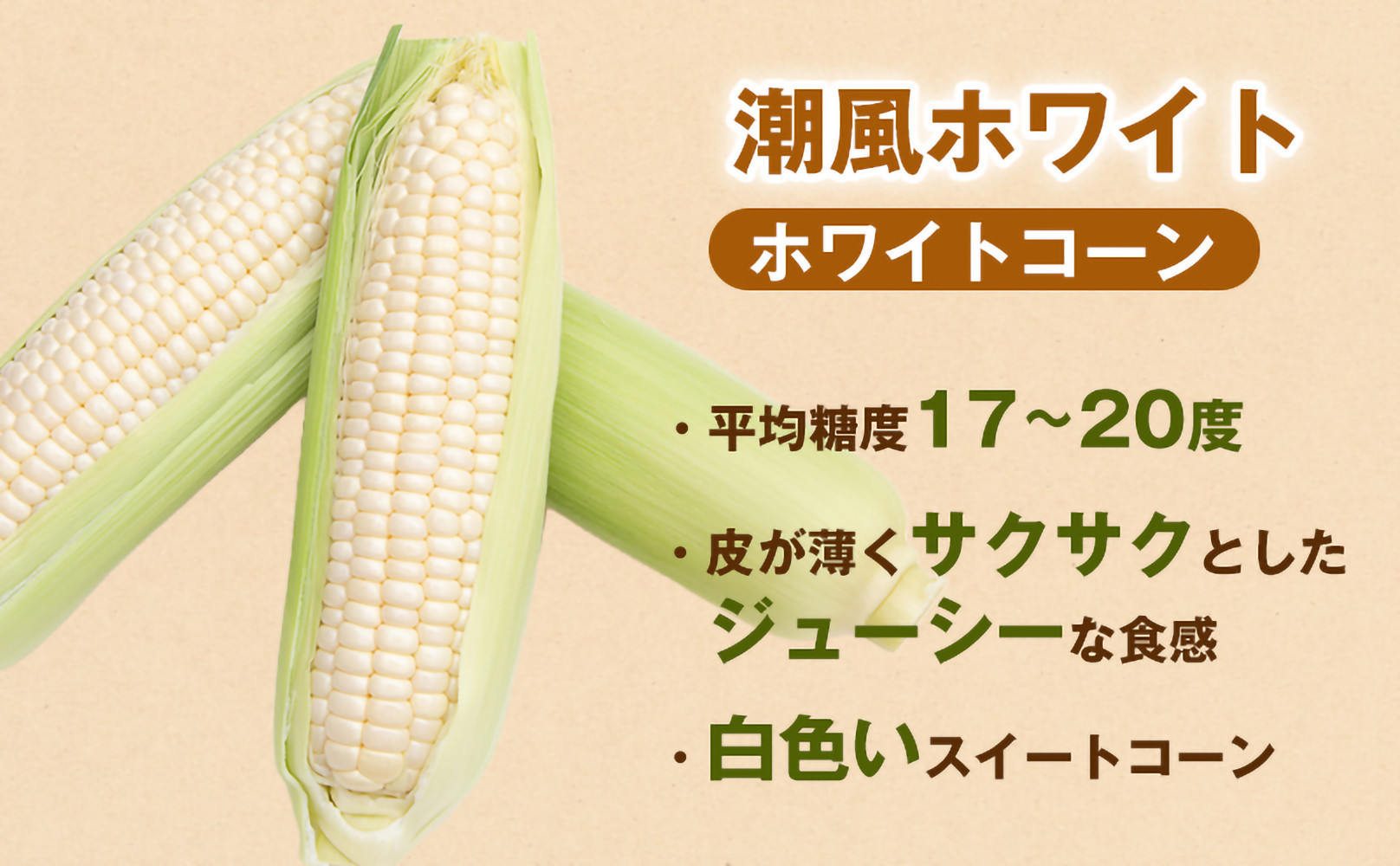 ［夏の味覚］潮風ホワイト 2Lサイズ 5～8本 1セット とうもろこし トウモロコシ 白 コーン とうもろこし BBQ 焼き肉 白浜町