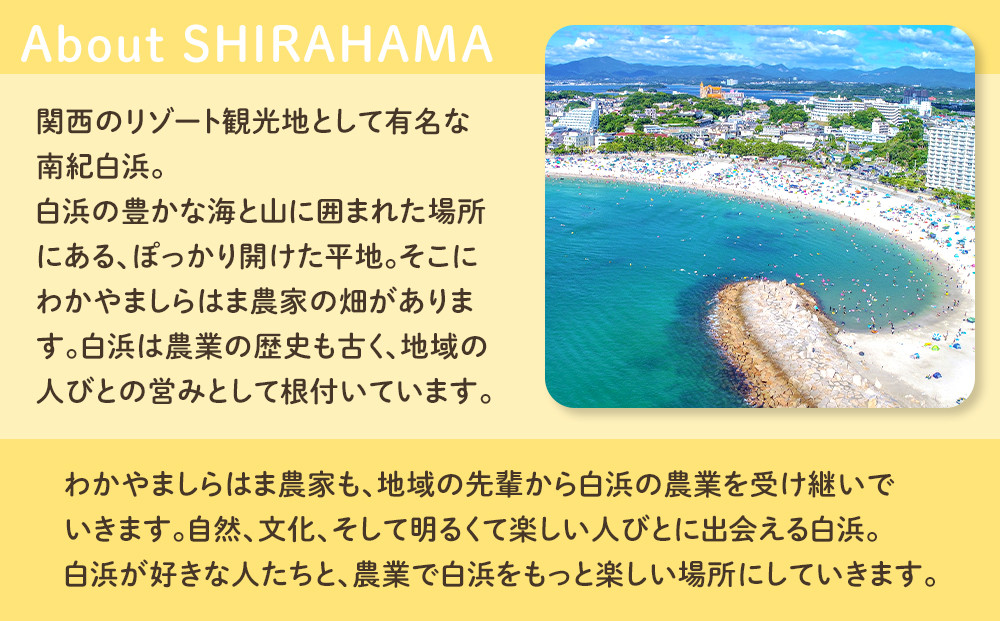 縺励i縺ッ縺セ繧ウ繝ウ繝。繧キ 2陲 繧サ繝繝 繧上°繧縺セ縺励i縺ッ縺セ霎イ螳カ 迚ケ陬ス 轤翫″霎シ縺ソ縺秘」ッ縺ョ邏