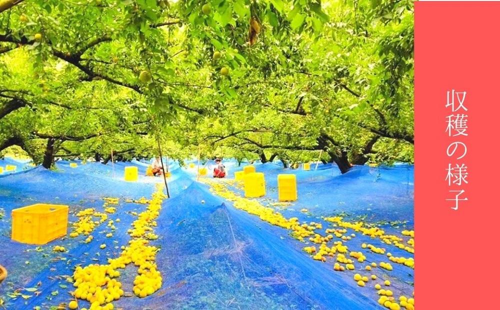 無添加　白干梅　(2L〜3Lサイズ、800g）紀州南高梅　【梅農家厳選　手づくり梅干】