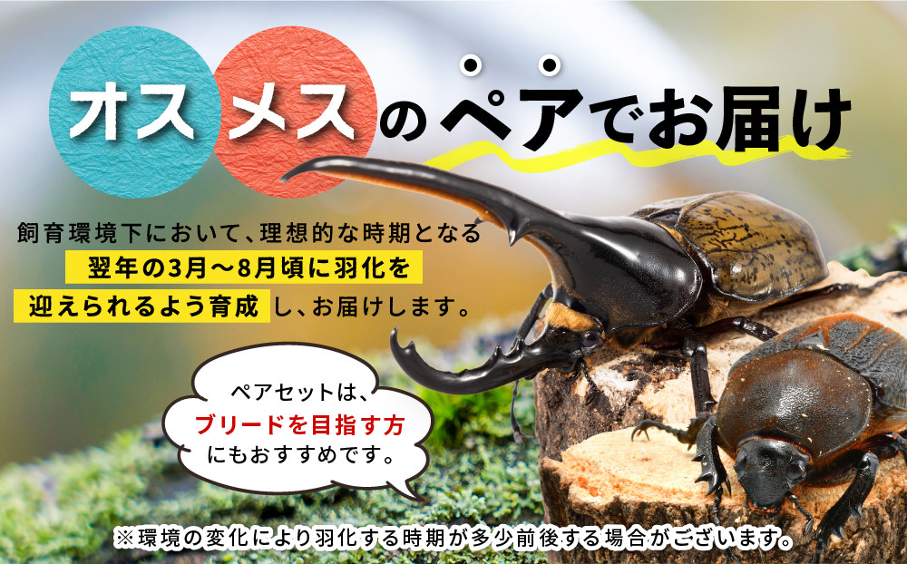 ãå
è¡äºçŽããã©ã¯ã¬ã¹ãªãªã«ãã3什幌è«ã㢠â»è²ãŠæ¹ã®èª¬ææžä»ãâ»é
éäžå¯å°åããã2026幎6æããé æ¬¡çºéã
