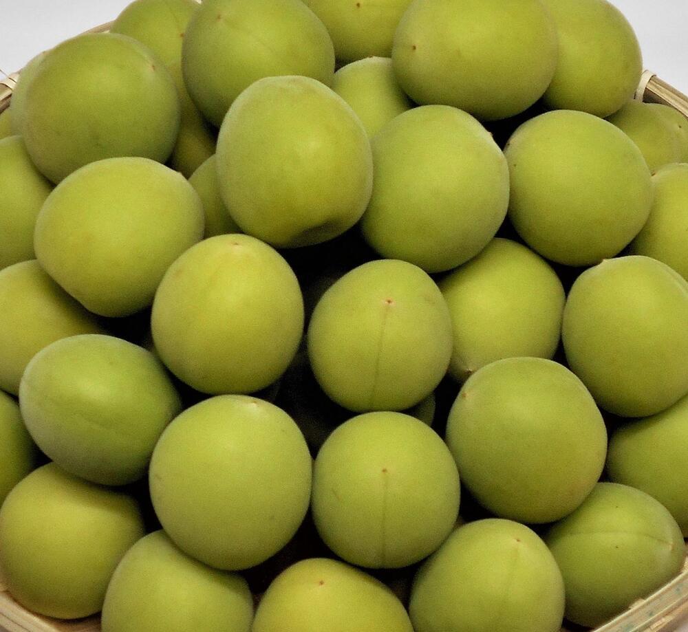 ［梅酒・梅ジュース用］紀州南高梅２ｋｇ（３Ｌサイズ）