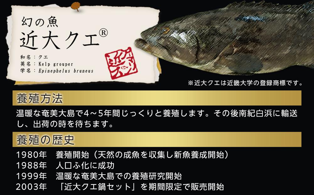 近大くえ鍋セット ( 500g ）こだわりだしぽん酢付き【2025年1月下旬～2月上旬発送】