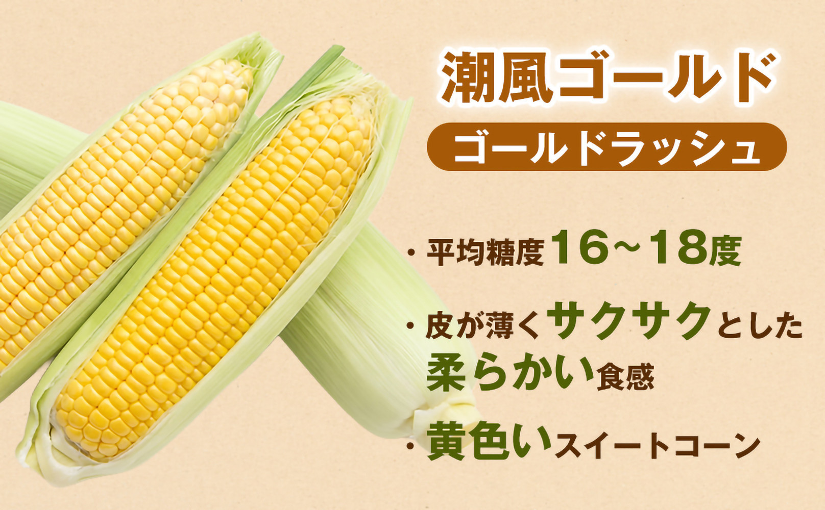 ［夏の味覚］潮風ゴールド 2Lサイズ 5～8本 1セット とうもろこし トウモロコシ ゴールドラッシュ 黄色 潮風ゴールド スイートコーン 茹でとうもろこし 白浜町
