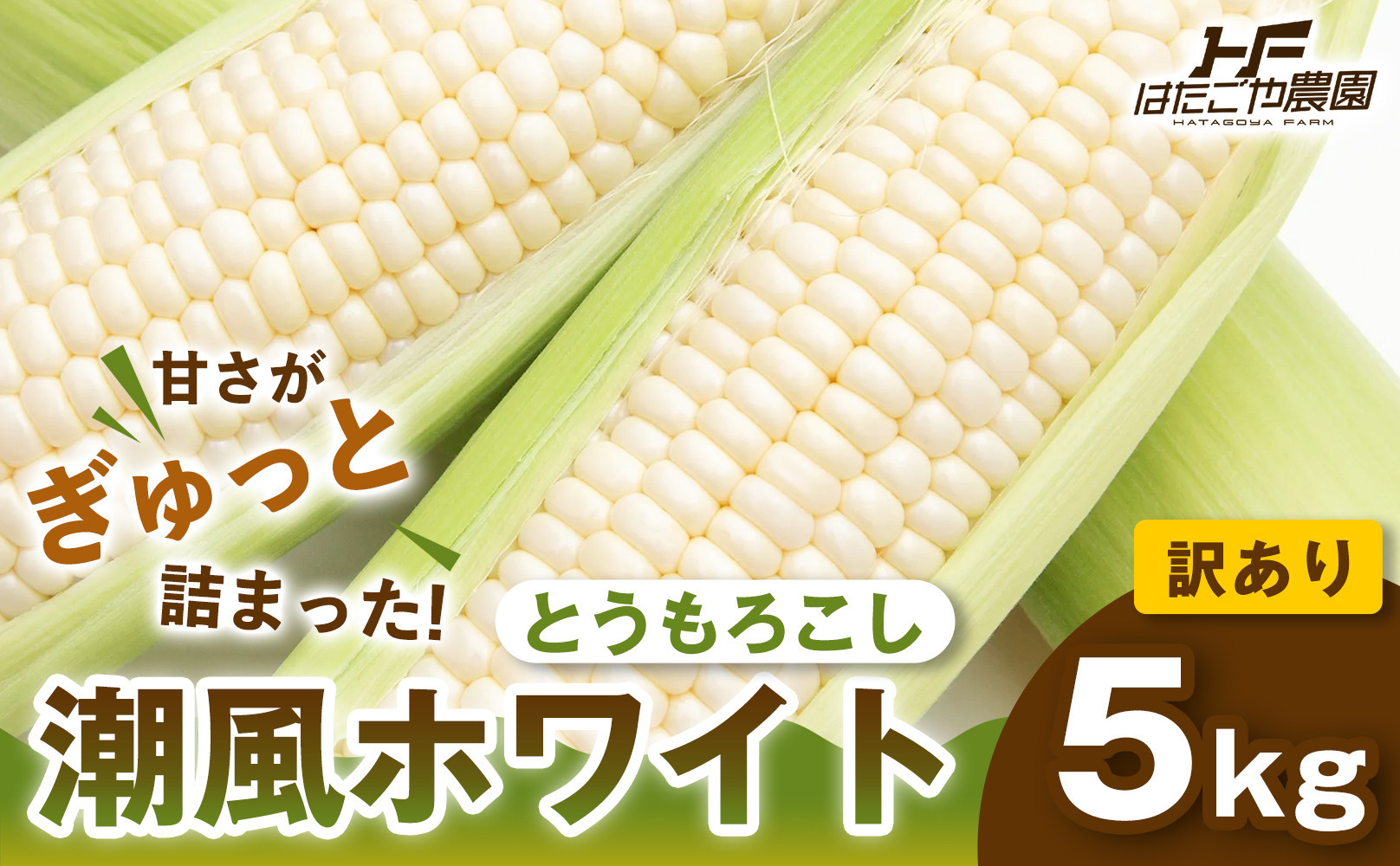 ［おいしさそのまま］訳アリ 潮風ホワイト 5kg 1セット とうもろこし トウモロコシ 白 コーン とうもろこし BBQ 焼き肉 白浜町
