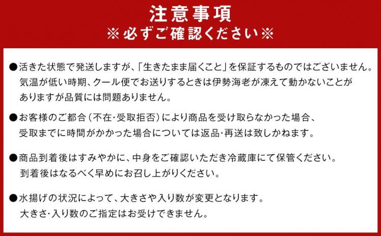 活 伊勢海老 2尾 〜 5尾 合計 約 600g 〜 800g セット 産地直送 女船長  おすすめ