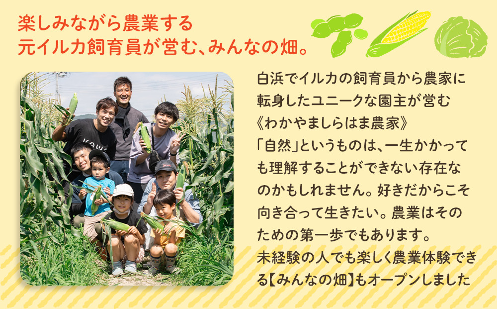しらはまコンメシ 4袋 セット わかやましらはま農家 特製 炊き込みご飯の素