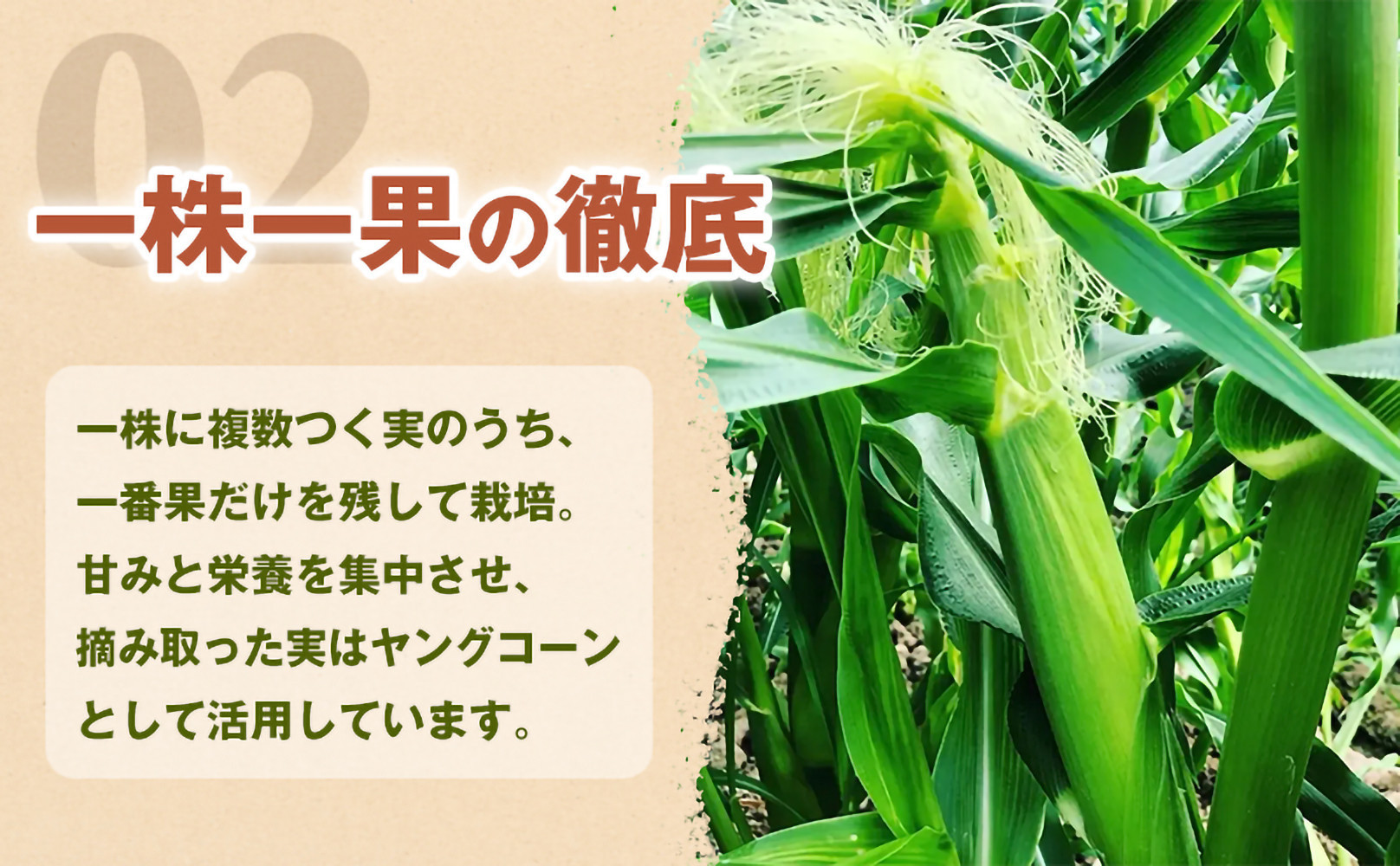 ［おいしさそのまま］訳アリ 潮風ホワイト 5kg 1セット とうもろこし トウモロコシ 白 コーン とうもろこし BBQ 焼き肉 白浜町