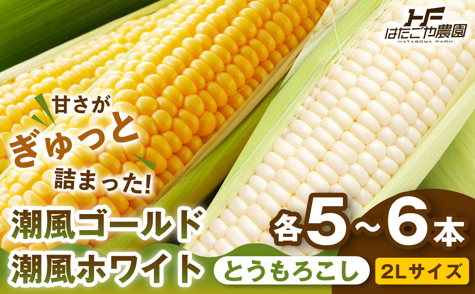 ［旬の２種類を贅沢に］食べ比べセット 1セット とうもろこし トウモロコシ ゴールドラッシュ 黄色 潮風ゴールド 潮風ホワイト スイートコーン 茹でとうもろこし BBQ 焼き肉 白浜町