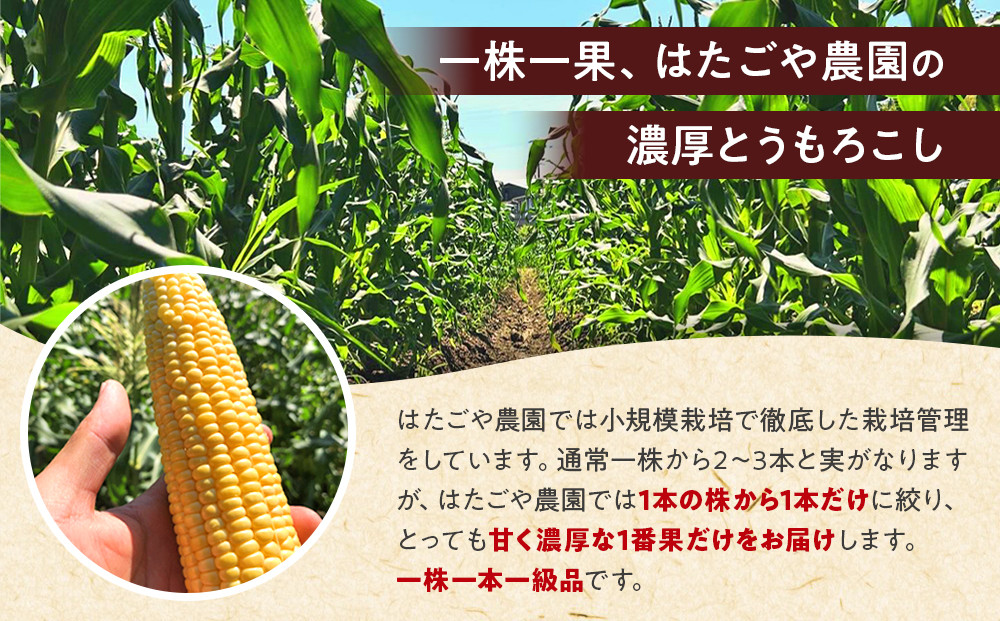 朝採 新鮮 白浜町産 ゴールドラッシュ とうもろこし 2Lサイズ 10～12本 はたごや農園