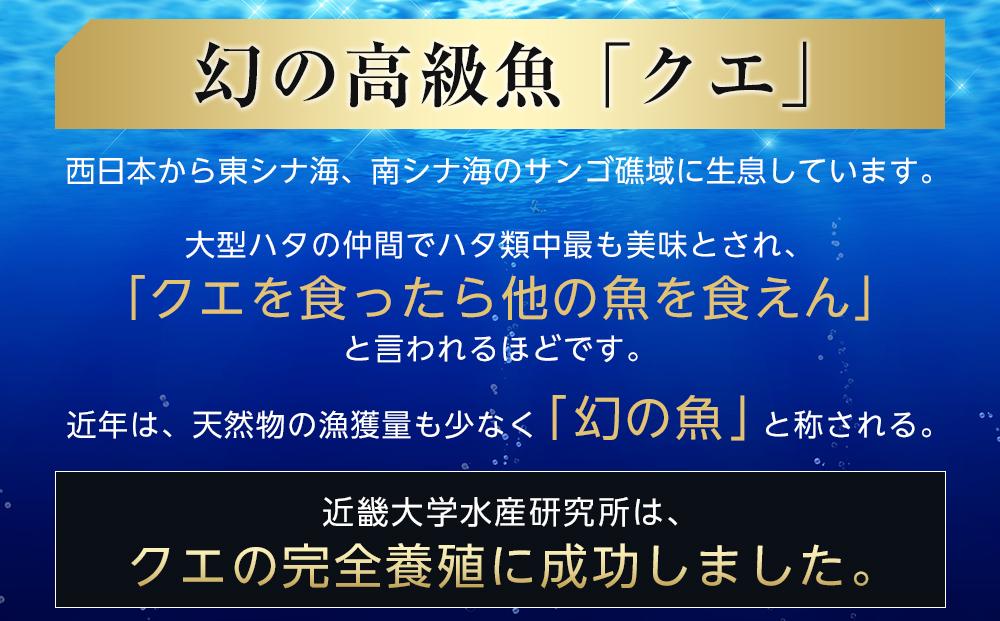 近大くえ鍋セット ( 500g ）こだわりだしぽん酢付き【2025年1月下旬～2月上旬発送】