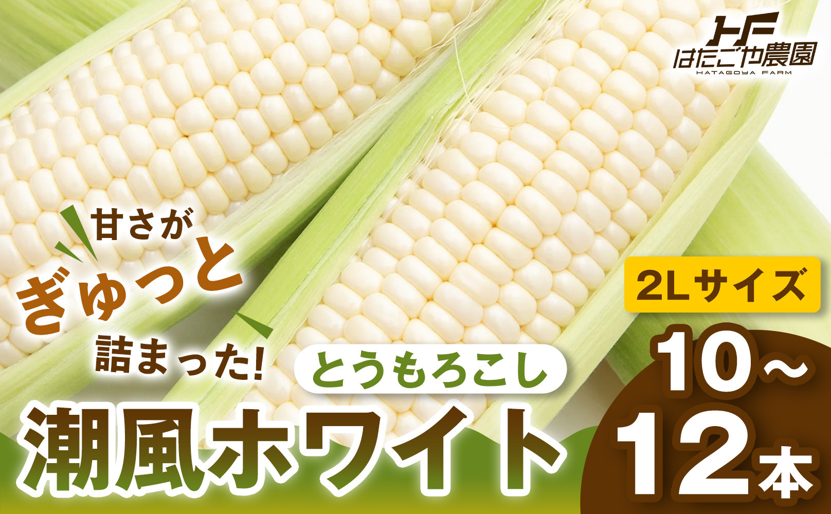 【夏の味覚】潮風ホワイト 2Lサイズ 10～12本 とうもろこし トウモロコシ 白 コーン とうもろこし BBQ 焼き肉 白浜町