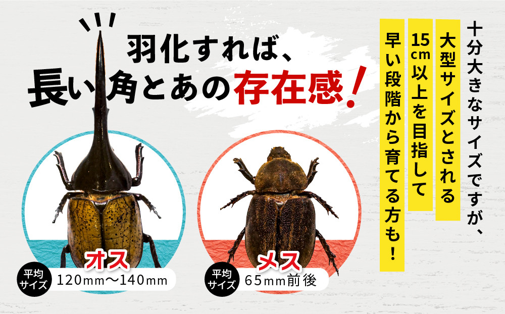 ãå
è¡äºçŽããã©ã¯ã¬ã¹ãªãªã«ãã3什幌è«ã㢠â»è²ãŠæ¹ã®èª¬ææžä»ãâ»é
éäžå¯å°åããã2026幎6æããé æ¬¡çºéã