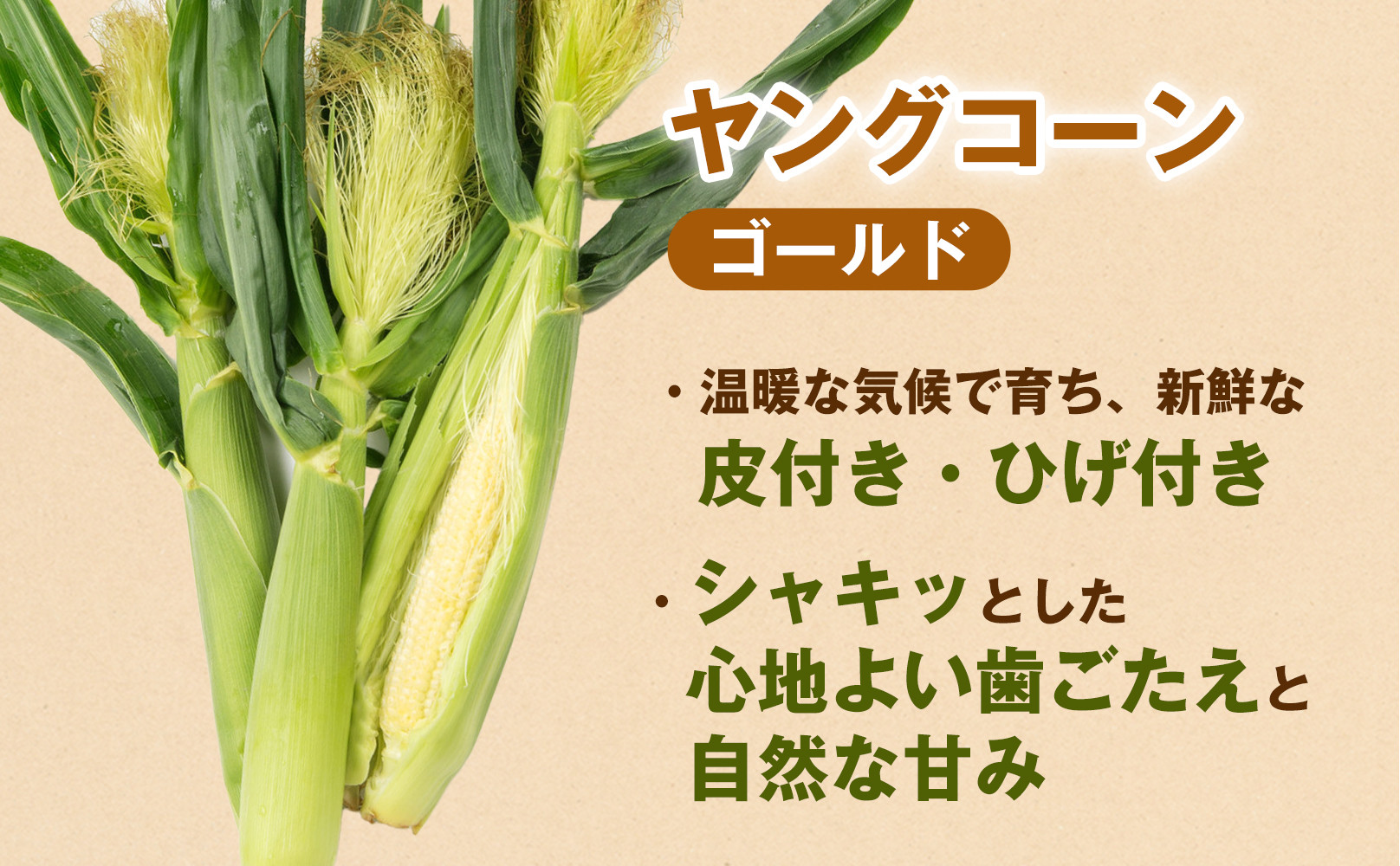 ［食卓を彩る希少な季節野菜］潮風ベイビー 4.5kg ヤングコーン ゴールド ベビーコーン グリル 付け合わせ野菜 BBQ 焼き野菜 和歌山県 白浜町