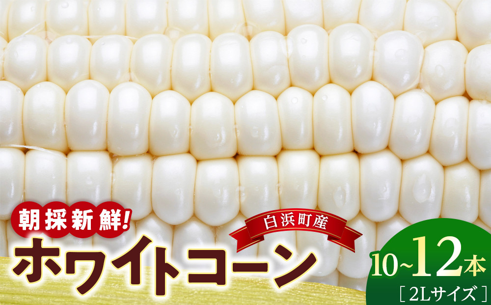 朝採 新鮮 白浜町産 ホワイトコーン とうもろこし 2Lサイズ 10～12本 はたごや農園