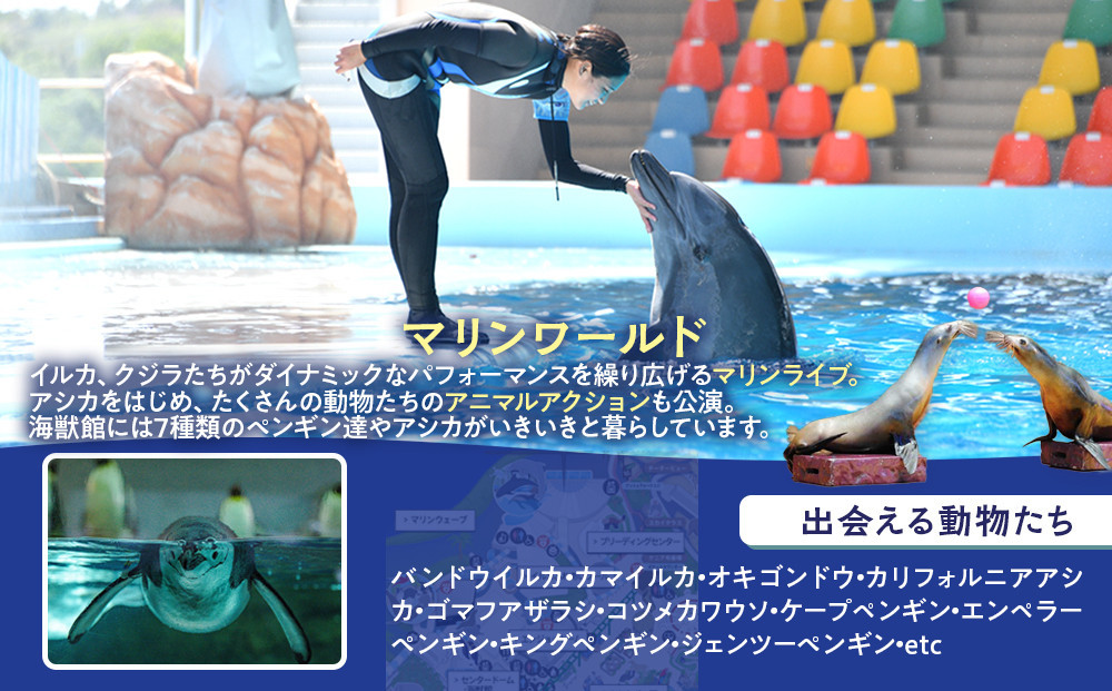 çœæµçºãµãããšçŽçš ã¢ããã³ãã£ãŒã¯ãŒã«ãå
¥ååŒæåž åã©ããã±ããïŒ18æ³æªæºïŒ 1æ