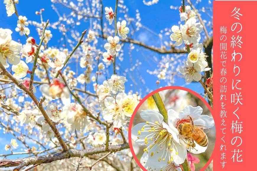 無添加  白干梅（小粒450g）紀州南高梅【梅農家厳選　手づくり梅干】