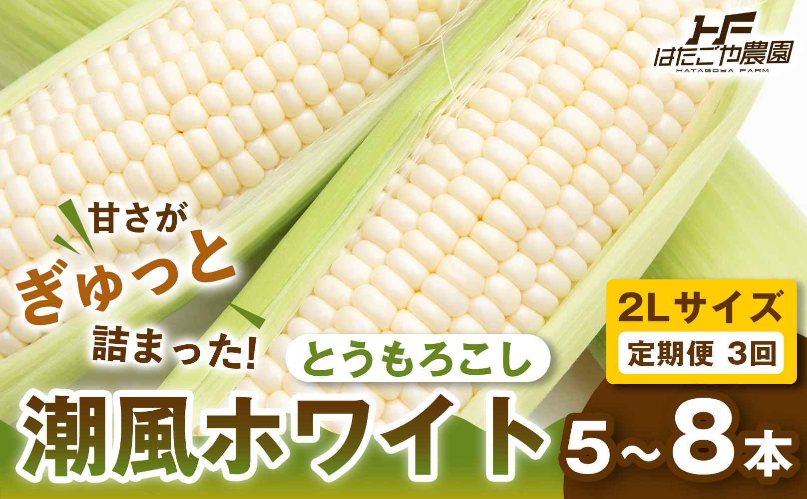 ［定期便・全3回］［夏の味覚］潮風ホワイト 2Lサイズ 5～8本 1セット とうもろこし トウモロコシ 白 コーン とうもろこし BBQ 焼き肉 白浜町