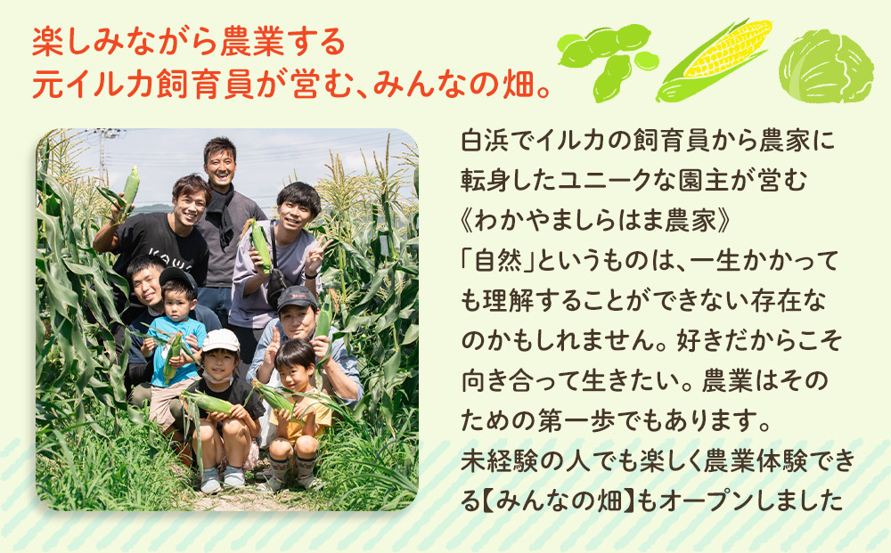 ããã¯ãŸãœã©ãã¿ 6è¢ ã»ããããããŸããã¯ãŸèŸ²å®¶ ç¹è£œ ãã¿ãŒãžã¥ã¹ãŒã