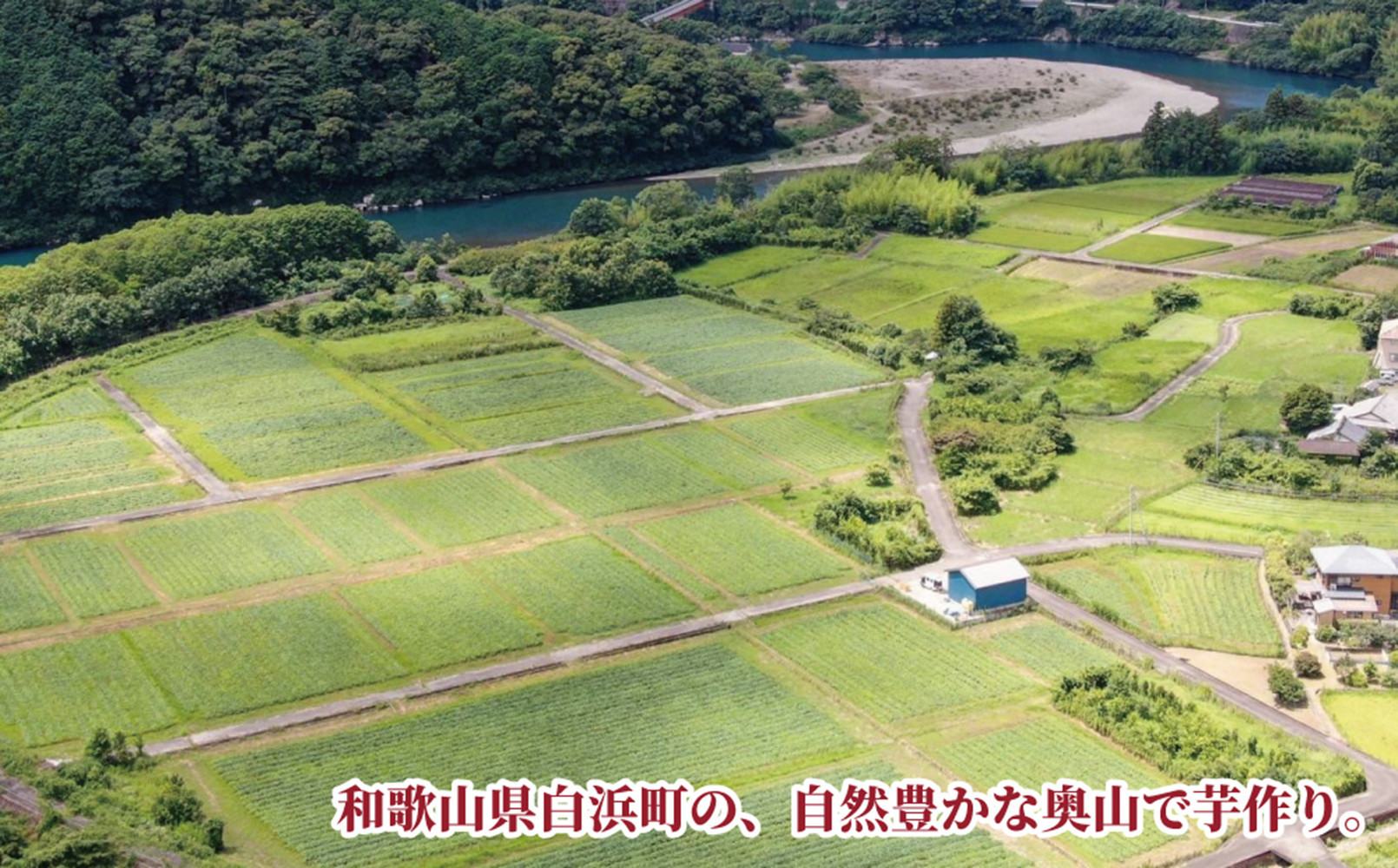 熊野紅はるかさつまいもチップス食べ比べセット