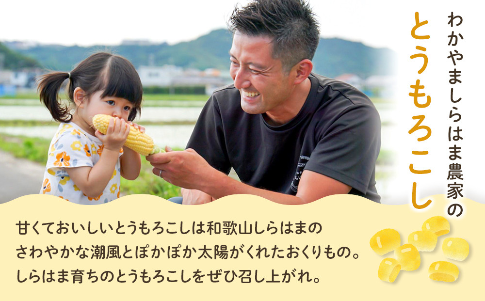 ［先行予約］しらはま農家 とうもろこし2Lサイズ20本 ［2026年6月発送予定］