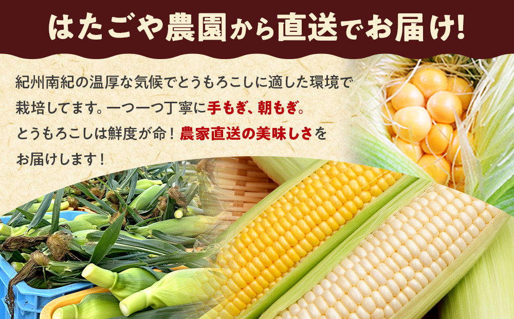 朝採 新鮮 白浜町産 ホワイトコーン とうもろこし 2Lサイズ 10～12本 はたごや農園