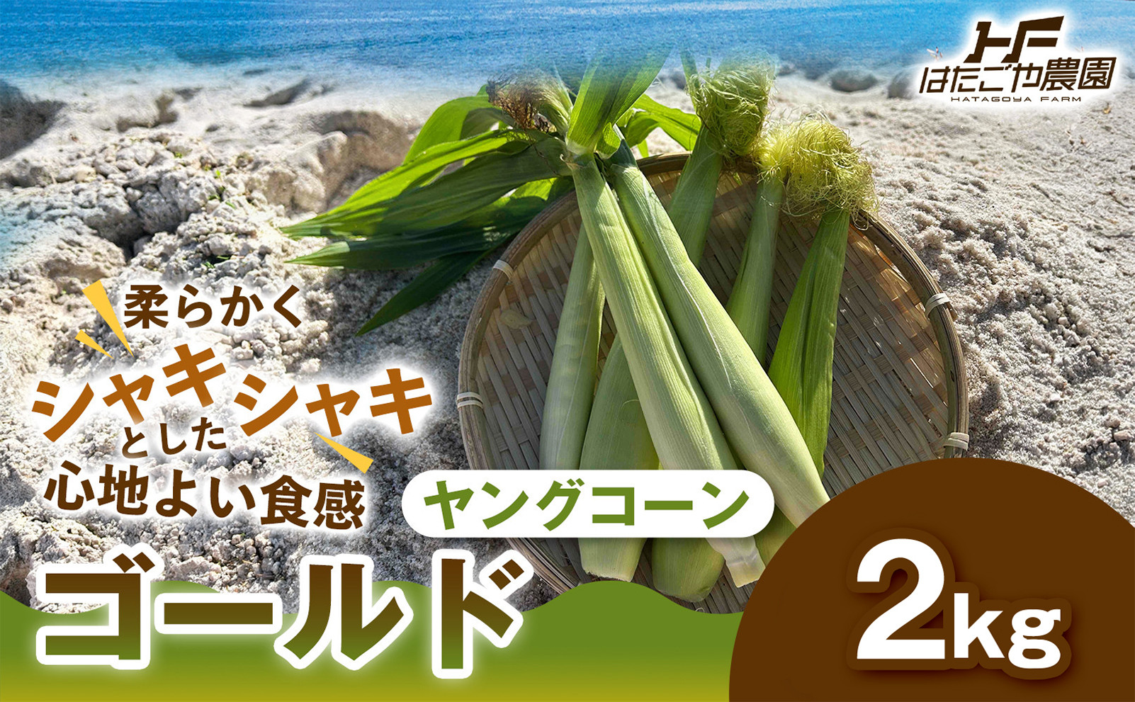 ［食卓を彩る希少な季節野菜］潮風ベイビー 2kg ヤングコーン ゴールド ベビーコーン グリル 付け合わせ野菜 BBQ 焼き野菜 和歌山県 白浜町