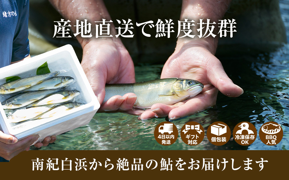若あゆ（冷蔵配送）500g（5尾～7尾）OGATA養殖技術研究所 南紀白浜