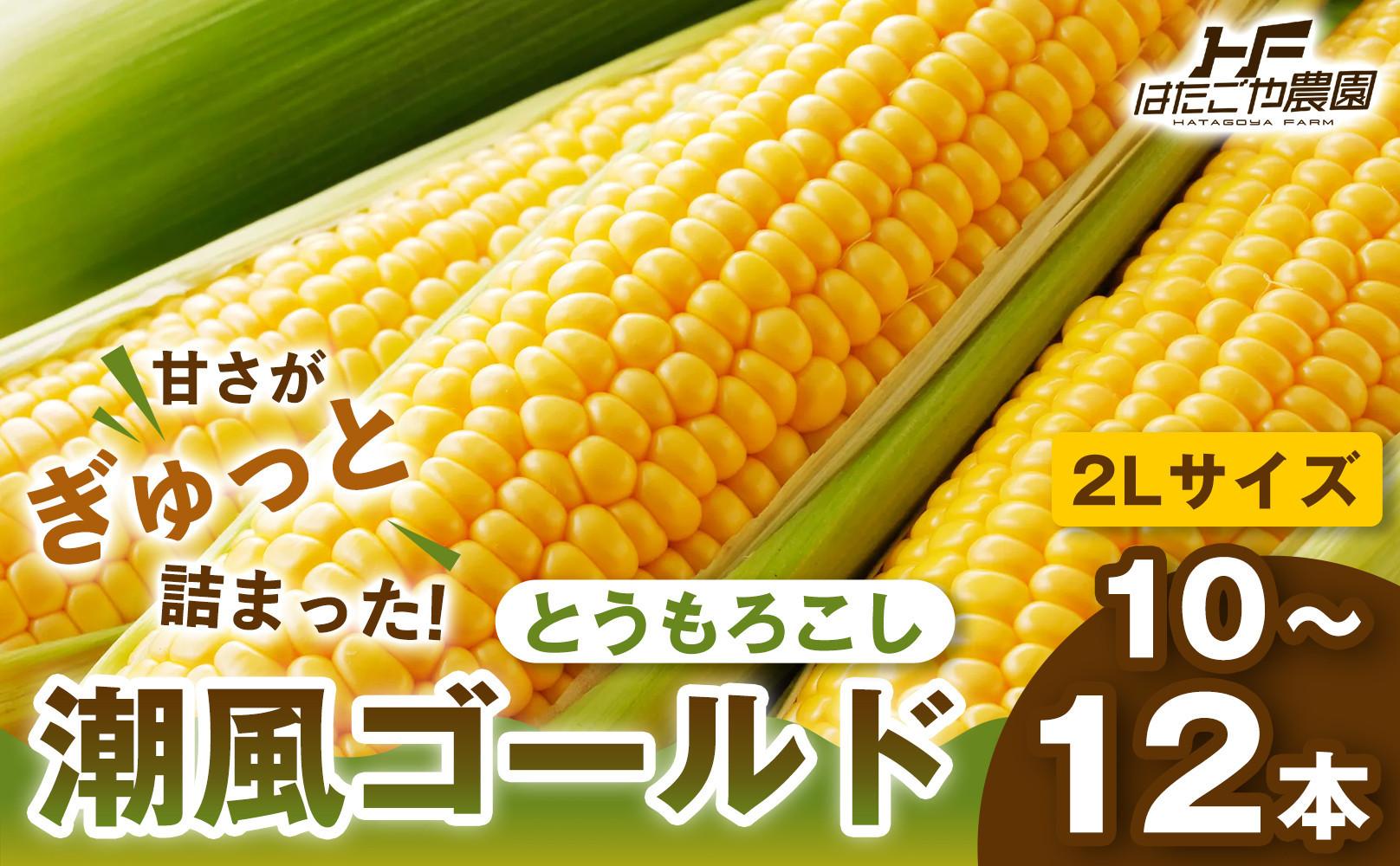 【夏の味覚】潮風ゴールド　2Lサイズ  10～12本 とうもろこし トウモロコシ ゴールドラッシュ 黄色 潮風ゴールド スイートコーン 茹でとうもろこし BBQ 焼き肉 白浜町