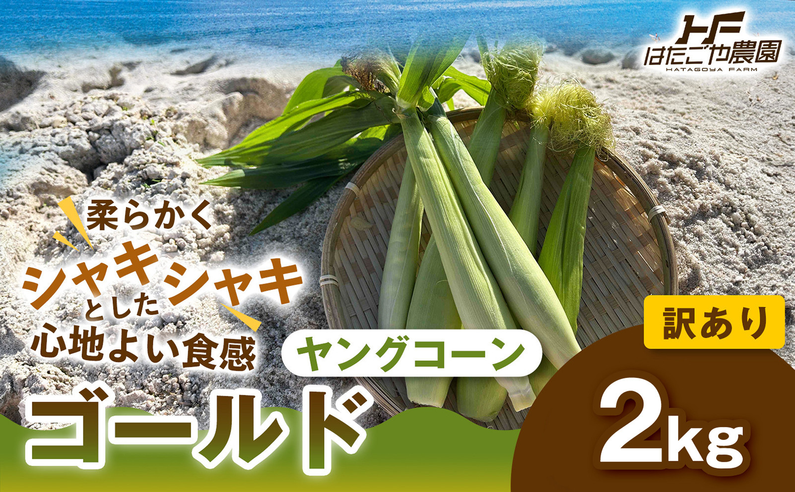 ［ご家庭用におすすめ］訳アリ 潮風ベイビー 2kg ヤングコーン ゴールド ベビーコーン グリル 付け合わせ野菜 BBQ 焼き野菜 和歌山県 白浜町