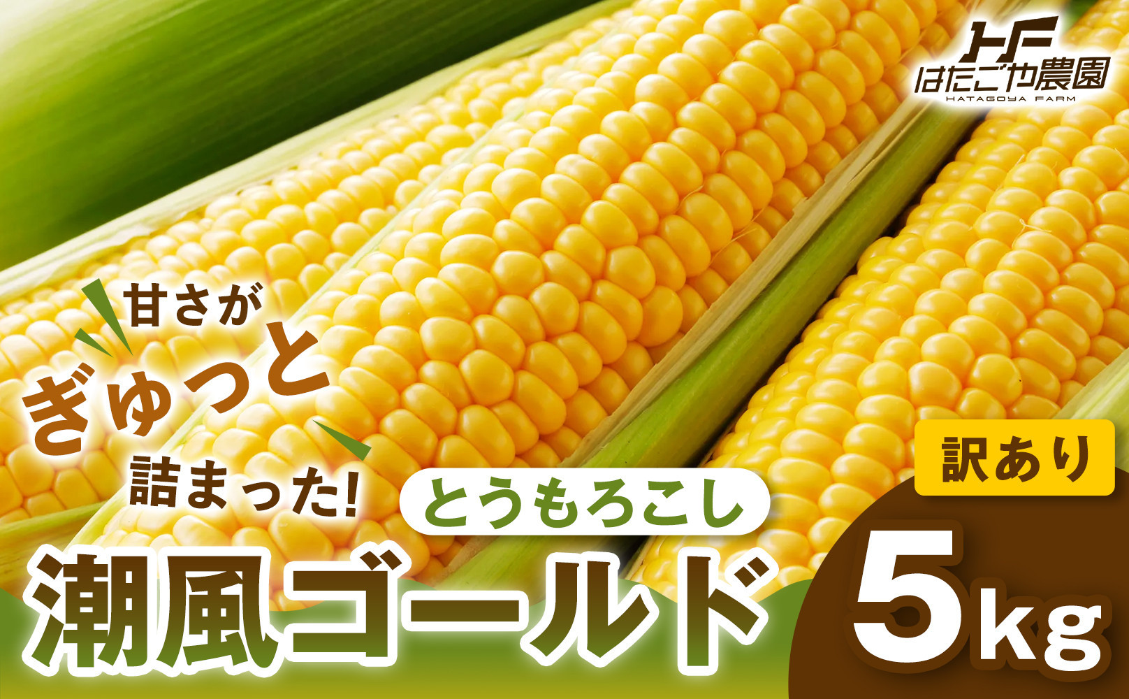 ［おいしさそのまま］訳アリ 潮風ゴールド 5kg 1セット とうもろこし トウモロコシ ゴールドラッシュ 黄色 潮風ゴールド スイートコーン 茹でとうもろこし BBQ 焼き肉 白浜町