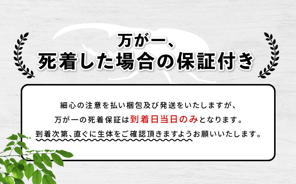 ãå
è¡äºçŽããã©ã¯ã¬ã¹ãªãªã«ãã3什幌è«ã㢠â»è²ãŠæ¹ã®èª¬ææžä»ãâ»é
éäžå¯å°åããã2026幎6æããé æ¬¡çºéã