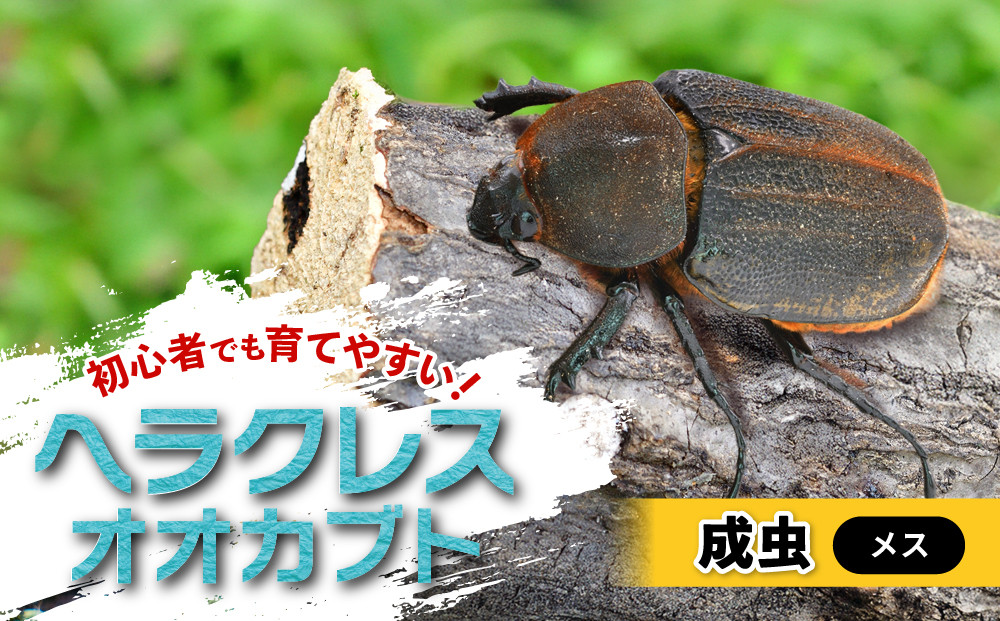 ヘラクレスオオカブト メス 1匹 サイズフリー　※配送不可地域あり
