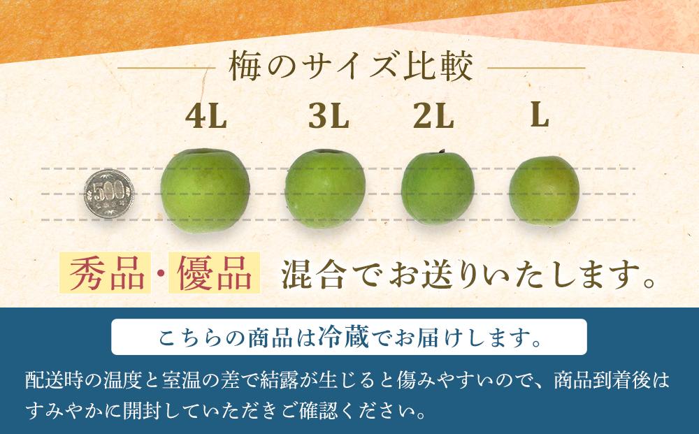 【2025年5月下旬以降発送】紀州南高梅(青梅) 10kg〈大粒/3Lサイズ〉