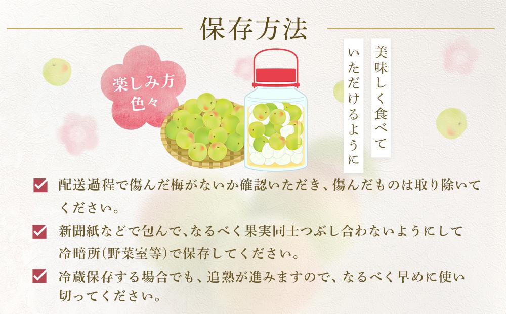 【2026年6月上旬以降発送】紀州南高梅(完熟梅) 10kg〈2Lサイズ〉