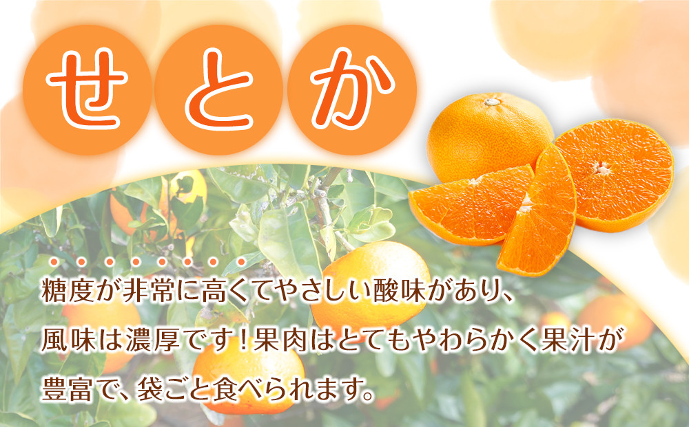 森本農園の手選別 せとか 約3kg 和歌山県産 サイズ混合 ［北海道・沖縄・離島配送不可］［2026年2月上旬から順次発送予定］［RN130］★