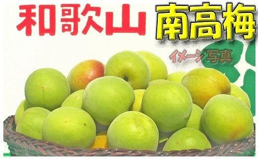 【梅干・梅酒用】（LまたはM－10Kg）熟南高梅＜2025年6月上旬～7月7日発送予定＞フルーツ 果物 くだもの 食品 人気 おすすめ 送料無料【ART08】