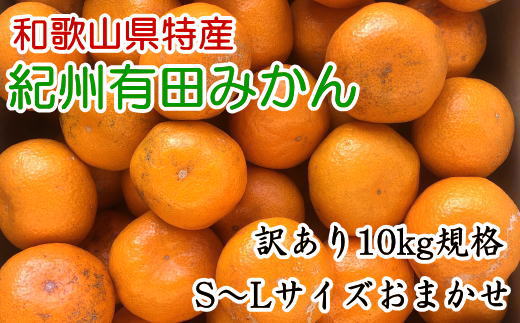 [訳あり]和歌山有田みかん約10kg(S〜Lサイズいずれかお届け）★2024年11月中旬頃より順次発送【TM82】