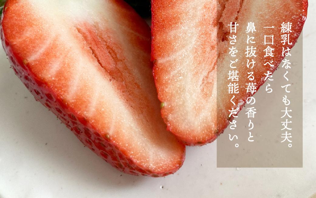 特大まりひめイチゴ 朝摘 6個〜11個入×4パック【2025年1月中旬頃より発送】【先行予約】【KT4】