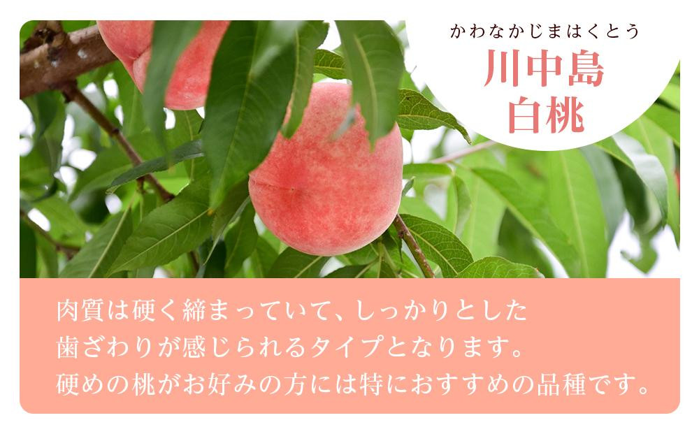和歌山県産 川中島白桃 5〜8玉入り 秀品 先行予約［2026年7月下旬以降発送］［MG7］