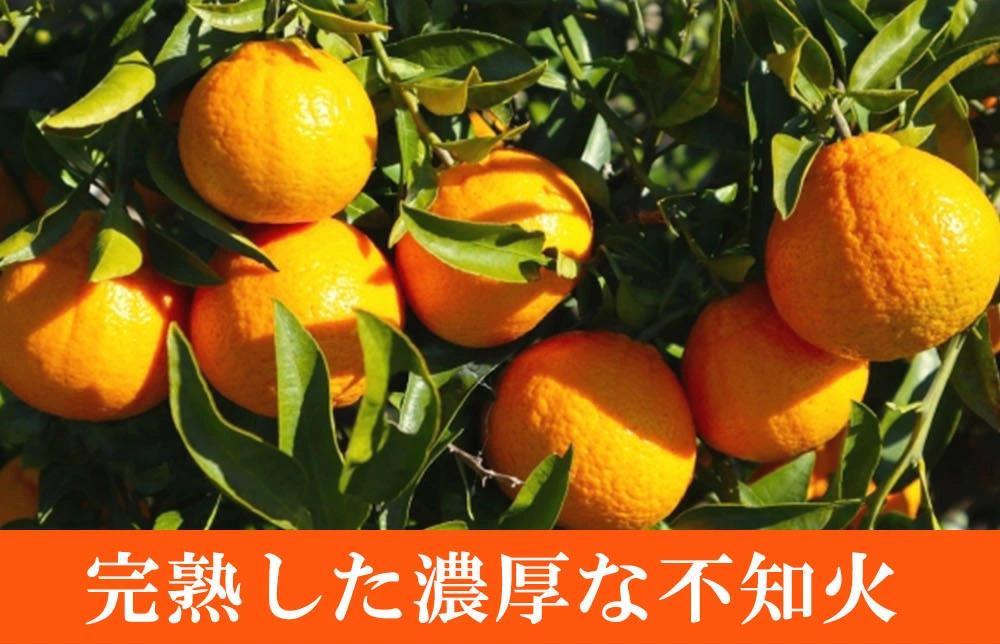 紀州有田産不知火(しらぬひ) 約５kg【2025年2月中旬以降発送】【先行予約】【UT40】