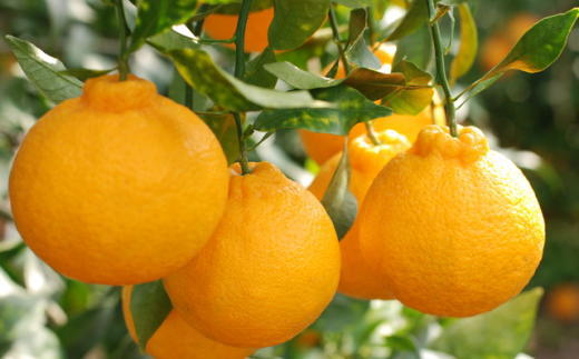 ［お味濃厚］紀州有田産の大玉デコポン約5kg(12玉〜18玉入り・青秀以上) ★2026年１月中旬頃より順次発送［TM25］