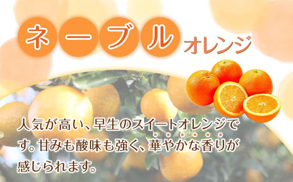 訳あり 森本農園の手選別 大玉ネーブルオレンジ 約7kg 和歌山県産 2L~4Lサイズ混合 ［北海道・沖縄・離島配送不可］［2027年1月上旬から順次発送］［RN108］