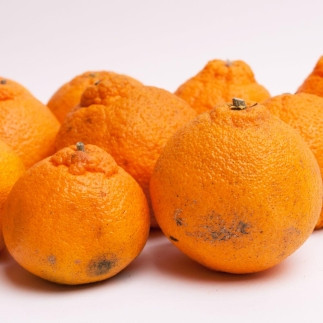 ［先行予約］家庭用 不知火2.5kg+250g（傷み補償分）［デコポンと同品種・人気の春みかん］［わけあり・訳あり］［IKE120］