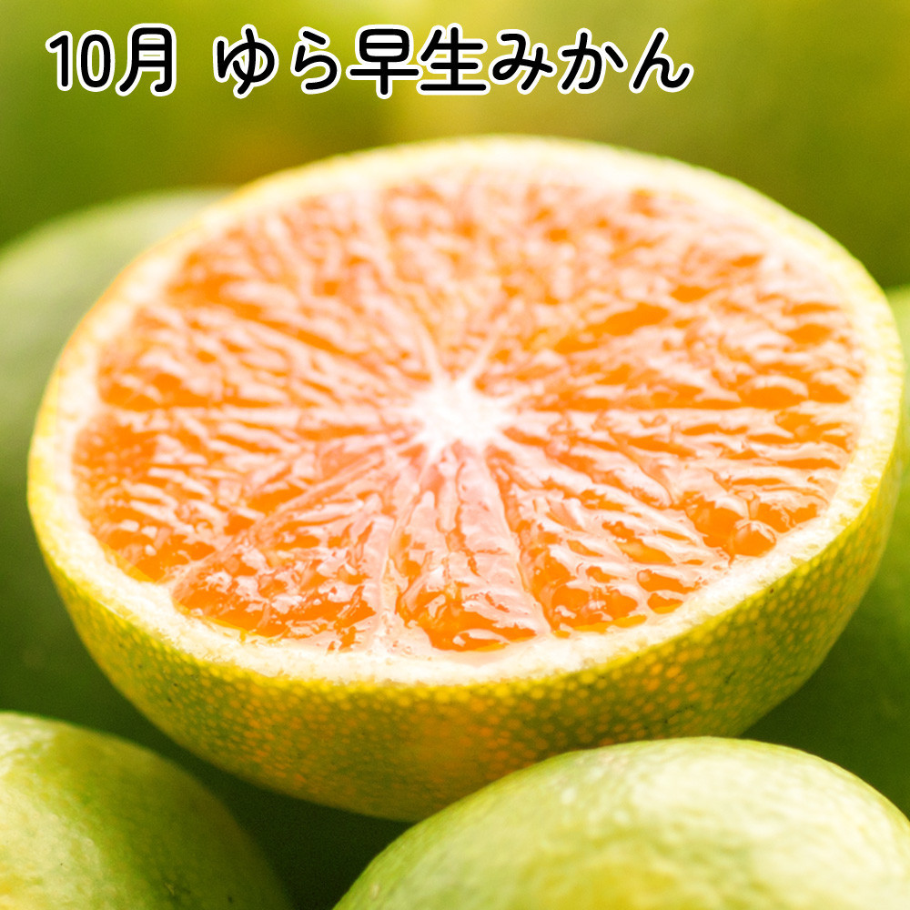 厳選 柑橘定期便SS（10〜12月）全3回【みかん定期便お試し版】［IKE284］