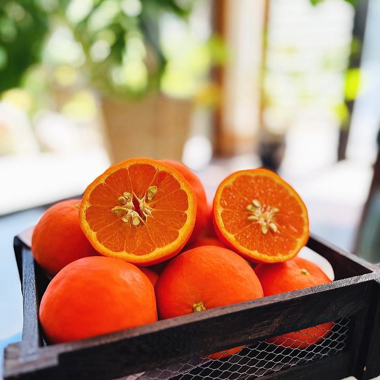 有田育ちの セミノールオレンジ (ご家庭用) 約7.5kg【先行予約・2025年4月～発送】【MS57】