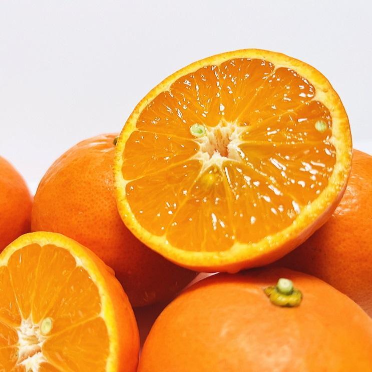 有田育ちの セミノールオレンジ (ご家庭用) 約10kg【先行予約・2025年4月～発送】【MS58】