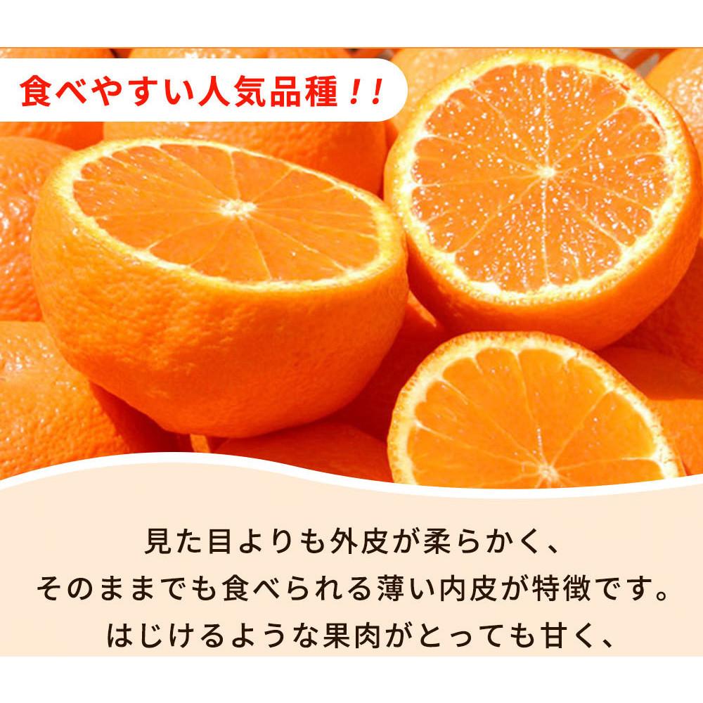 【ご家庭用訳あり】紀州有田産不知火(しらぬひ) 約6kg【2025年2月中旬以降発送】【先行予約】【UT130】