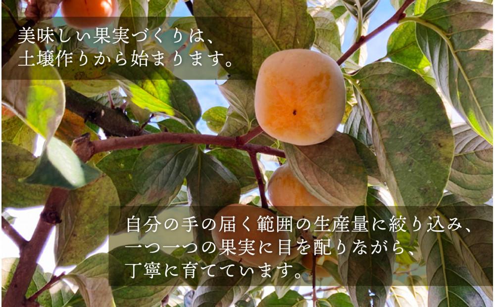 柿 種無し 赤秀品 超大玉 1.8kg 5〜6個 ［先行予約］［2026年9月末頃から発送］［KG4］