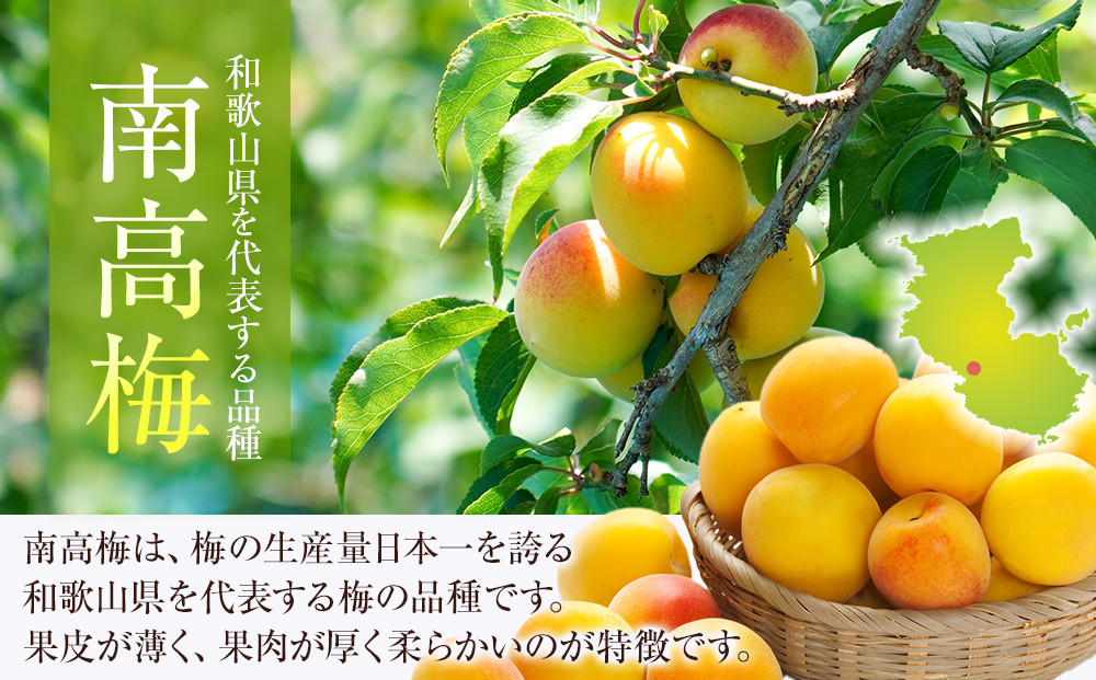 冷凍 紀州南高梅 完熟梅 約2kg L〜4Lサイズ混合 ご家庭用