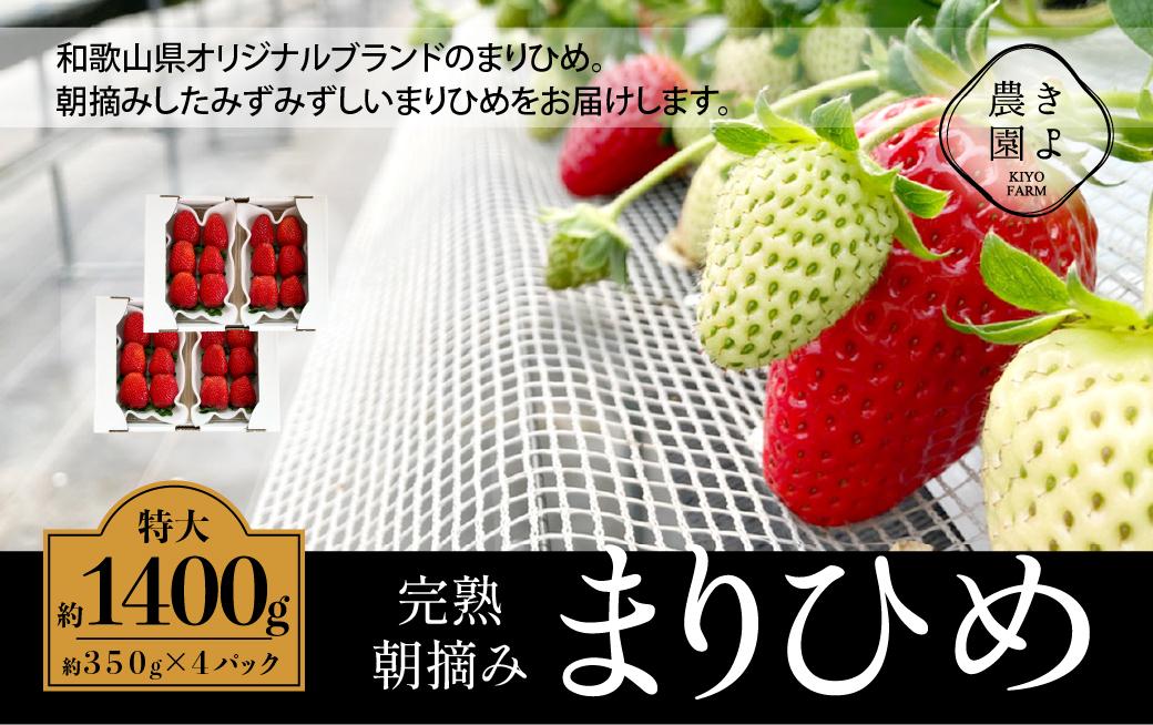 特大まりひめイチゴ 朝摘 6個〜11個入×4パック［2026年1月中旬頃より発送］［先行予約］［KT4］